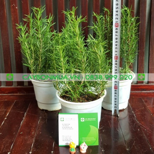 Bí quyết giúp cây Hương Thảo sống tốt tại miền Bắc - caybonmua.vn.