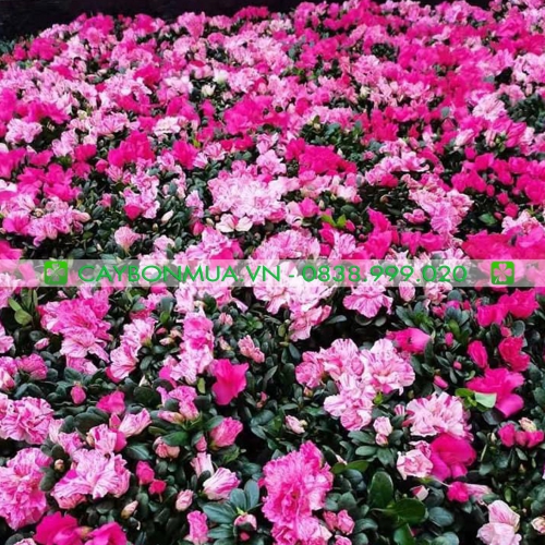 Cách chăm sóc cây Đỗ Quyên trước và sau tết.