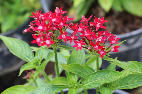 Cách chăm sóc cây hoa Diễm Châu cho hoa nở rực rỡ quanh năm