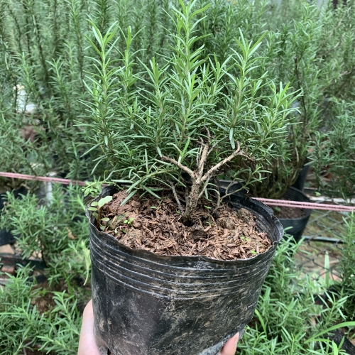 Giá thể trồng cây hương thảo giúp cây phát triển mạnh