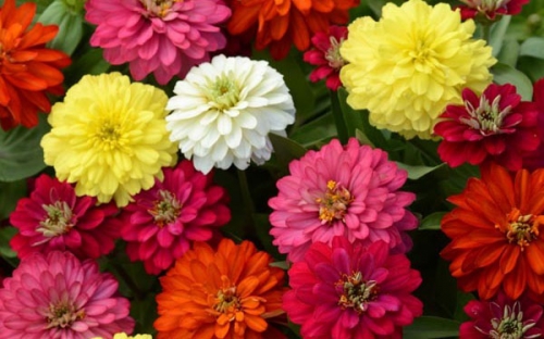 Kỹ Thuật chăm cây Cúc Lá Nhám để cây luôn xanh tốt và ra hoa quanh năm