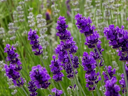 Kỹ thuật chăm sóc cây Lavender cực kì đơn giản tại nhà