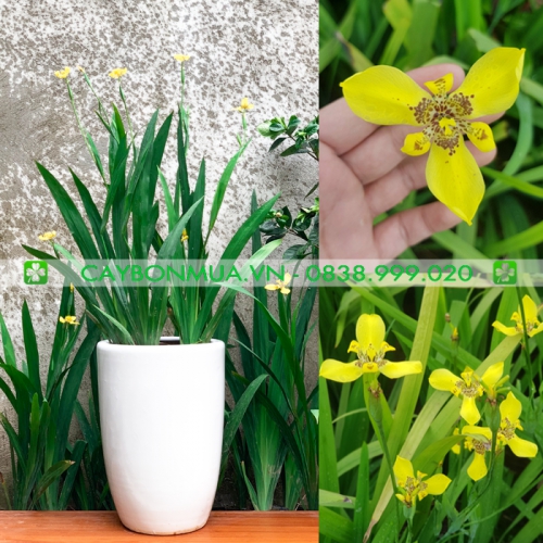 Những điều cần biết về Cây LAN RẺ QUẠT - caybonmua.vn