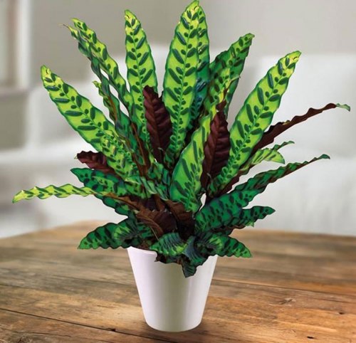 Thông tin về cây Đuôi Phượng.