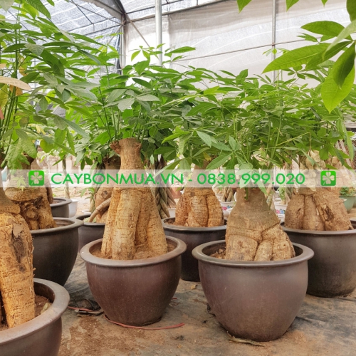 Top 5 loại cây Lớn, dễ trồng, được sử dụng nhiều trong Trang Trí Nội Thất.