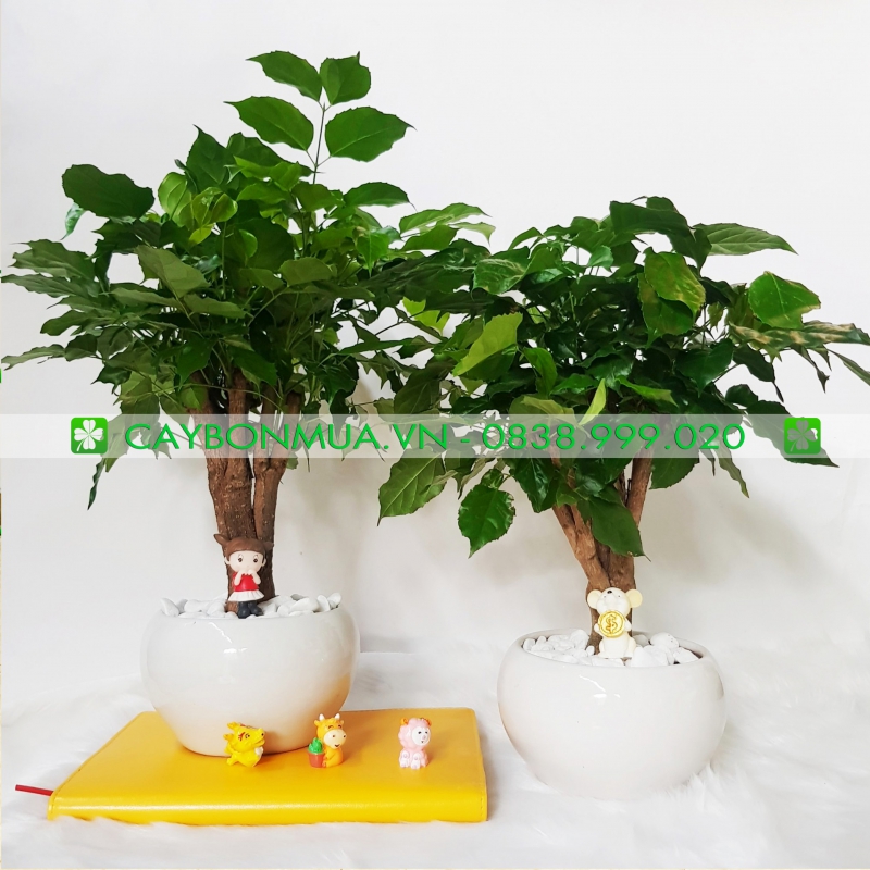 Cây Hạnh Phúc 01