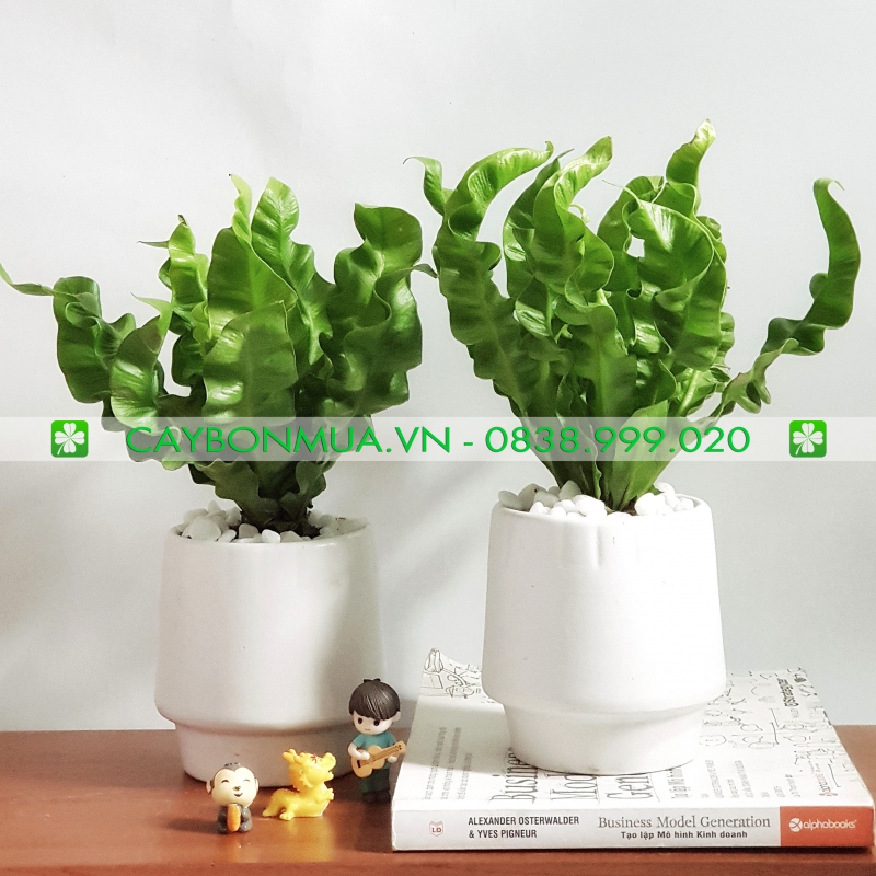 Cây Lan tổ yến 01