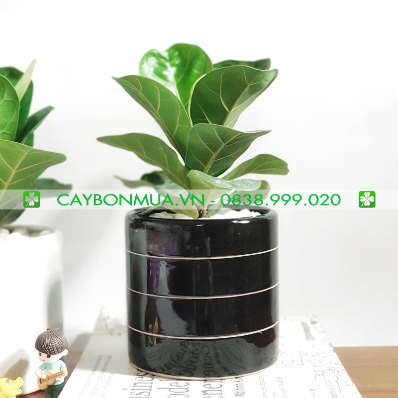 Cây bàng Singapore 01